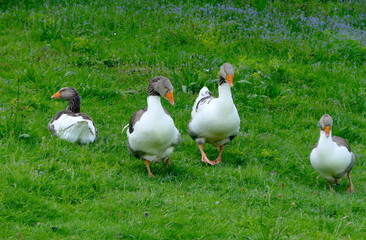 Gänse auf Bauernhof