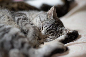 可愛い寝顔　　サバトラ猫