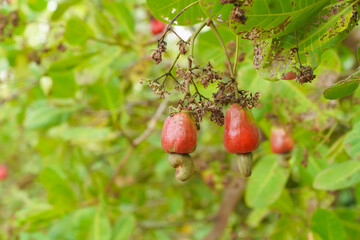 Cashew fruit. Cashew fruit (Anacardium occidentale) hanging on tree. Cashew nuts growing on a tree This extraordinary nut grows outside the fruit