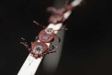 Group of mites sitting on a blade of a dry grass in nature macro