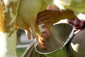 Hand milking, farmer with bucket milks cow
