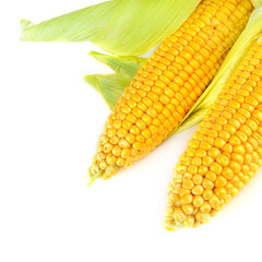 Corn on the cob isolated on a white background.