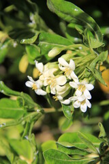 小さな花をたくさん咲かせるトベラの花部分