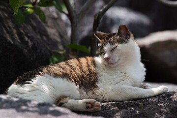 木陰でくつろぐ猫　キジトラ猫