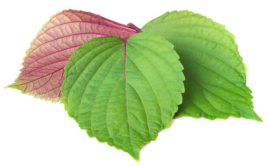 fresh perilla leaves isolated on white background
