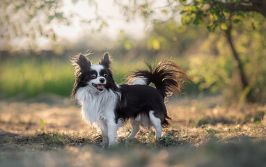 little dog play in the park