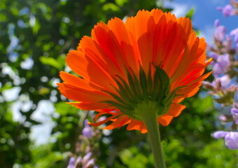 Ringelblumen von unten