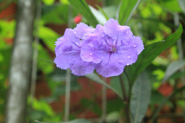 red and blue flowers