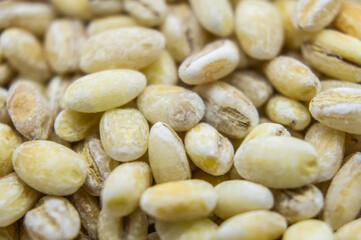 Pearl barley porridge seeds close-up. Macro photography