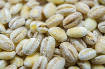 Pearl barley porridge seeds close-up. Macro photography
