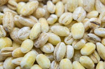 Pearl barley porridge seeds close-up. Macro photography