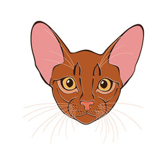 Abyssinian cat face. Hand-drawn vector illustration on white. Isolated element for design.