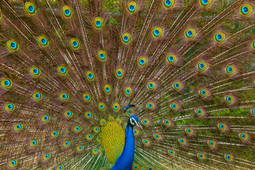 Obraz premium An Indian male peacock dancing 