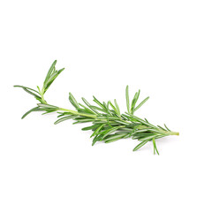 Twigs of green rosemary on a white background