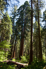 Fototapeta premium Sequoia