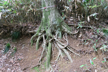 八国山緑地　木の根