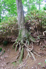 八国山緑地　木の根