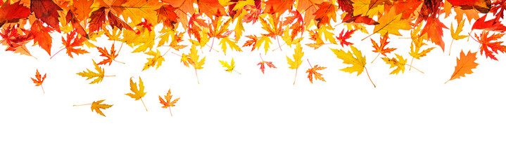 autumn leaves on white background