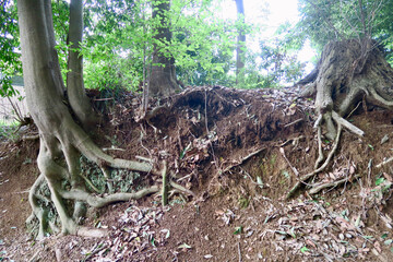 八国山緑地　木の根