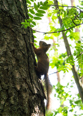 Red squirrel on a tree close-up