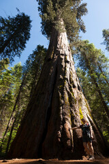 Sequoia