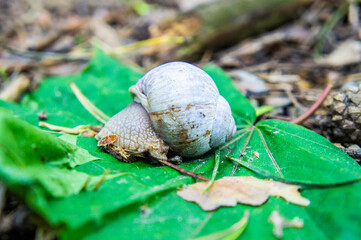 Summer snail crawling in the grass closeup