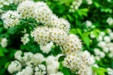 White flowers on a bush close-up