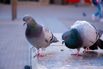 Pigeon in an urban city