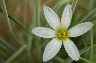 Fototapeta premium white and yellow flower