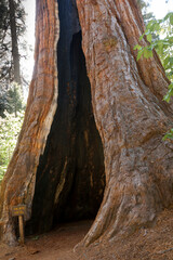 Fototapeta premium Sequoia
