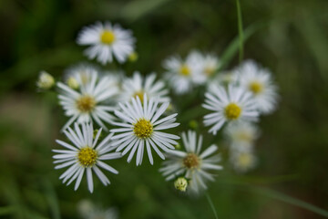 Obraz premium white daisies in the grass