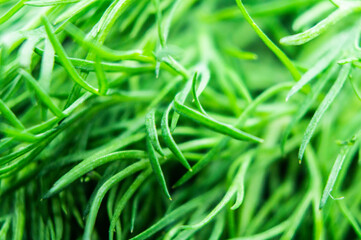 Green parsley sprouts plant. Closeup