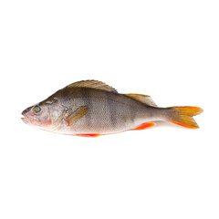 Fresh perch fish on a white background
