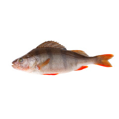 Fresh perch fish on a white background