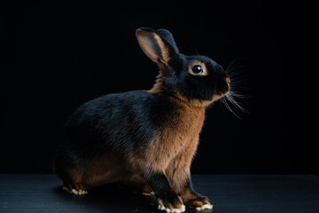 tan rabbit bunny 