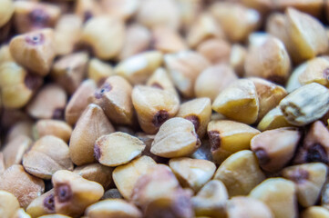 Buckwheat groats closeup. Macro photography