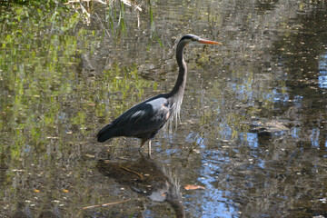 The great blue heron (Ardea herodias) is a large wading bird in the heron family Ardeidae.