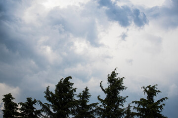 Grey and white stormy clouds over tree tops. Heavenly or weather background or wallpaper.