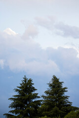 Obraz premium Grey and white stormy clouds over tree tops. Heavenly or weather background or wallpaper. Vertical shot.