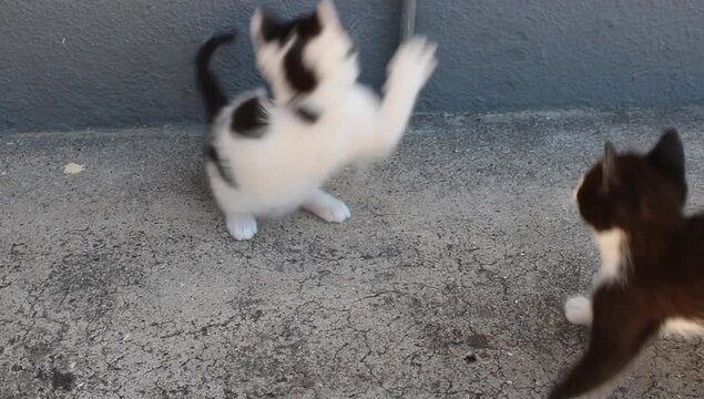 Unos peque&ntilde;os gatos jugando con una planta 