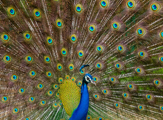 Obraz premium An Indian male peacock dancing 