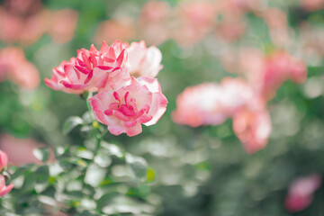 Beautiful pink roses flower in the garden