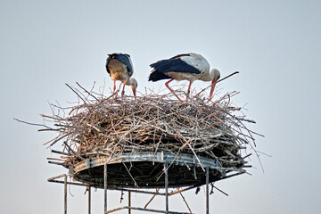 Ein Weißstorchenpaar ( Ciconia ciconia ) auf seinem Nest.