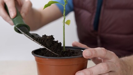 Transplanting domestic plants. Close-up of the gardener's hand pouring earth into the pot with the plant.