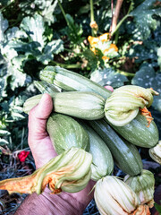hand with zucchini collected in the vegetable garden
