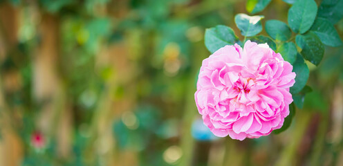 Beautiful colorful pink roses flower in the garden