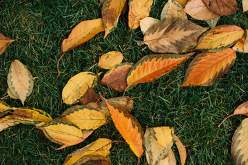 autumn leaves on the ground