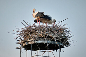 Fototapeta premium Ein Weißstorchenpaar ( Ciconia ciconia ) auf seinem Nest.