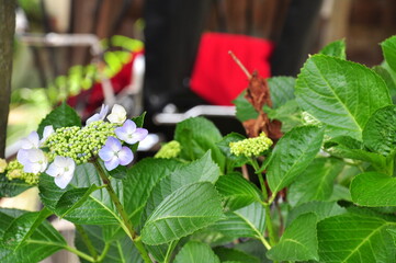 鎌倉のあじさいと人力車