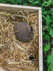 Igel schläft im Stroh